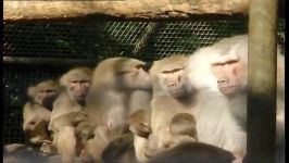 دنیای حیوانات  مراقبت بابون زخمی در باغ وحش  Keeping the baboons