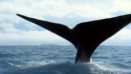 دنیای حیوانات  دلفین های سیاه اسپرم نهنگ ها  Dusky Dolphins and Sperm Whales