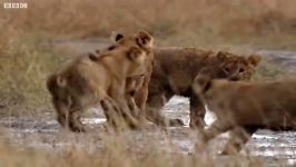 دنیای حیوانات  بازی کردن توله ها در باران  The Cubs Play in the Rain