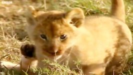 دنیای حیوانات  قایم باشک بازی توله شیرهای کوچولو  Hide and Seek with Lion Cubs