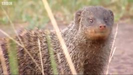 دنیای حیوانات  گروه جنگ مانگوها  Gang Warfare Mongoose Mob