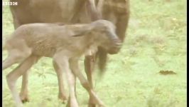 دنیای حیوانات  زایمان باورنکردنی در طبیعت وحشی  Incredible births in the wild