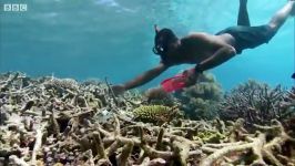 دنیای حیوانات  باغ مرجانی در اقیانوس جنوبی  Coral Gardening South Pacific