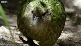 دنیای حیوانات  کاکاپو طوطی نمی تواند پرواز کند  Kakapo Flightless Parrot