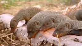 دنیای حیوانات  هر دقیقه یک مانگو متولد می شود  One Mongoose born every minute