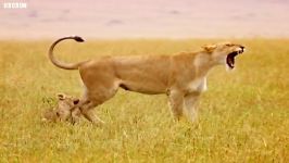 دنیای حیوانات  تمرین توله شیرها برای غرش کردن  Practicing roar Little Big Cat