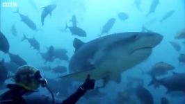 دنیای حیوانات  تغذیه کوسه های گاوی اقیانوس  Feeding Bull Sharks Pacific