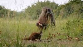 دنیای حیوانات  گرفتن بابون سارق  Stealing the Baboons catch