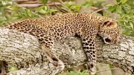 دنیای حیوانات  توله پلنگ های باهوش بالای درخت  Leopard cubs in the tree tops