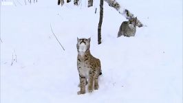 دنیای حیوانات  پرش باورنکردنی گربه وحشی سیاه گوش  Incredible Jumping Lynx