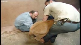 دنیای حیوانات  درمان گوساله وحشی زخمی بسیار زیبا  Injured Bison Calf