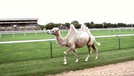 دنیای حیوانات  مسابقه شترها  Camel Racing In Slow Motion