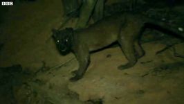دنیای حیوانات  دیده شدن موجود عجیب کمیاب در ماداگاسکار  Rare Fossa sighting