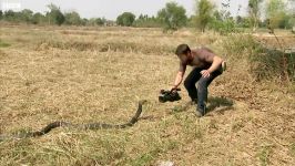 دنیای حیوانات  همه چیز درباره شاه کبری  Awesome King Cobra