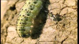 دنیای حیوانات  زنده خواری کرم ابریشم توسط زنبورها  Caterpillar Eaten Alive