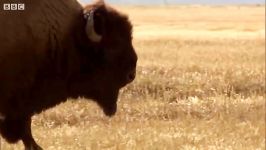 دنیای حیوانات  نبرد بوفالوهای غول پیکر در صخره زرد  Bison Battle Yellowstone