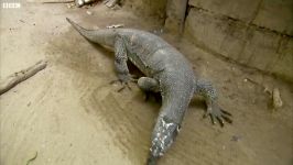 دنیای حیوانات  چشم های مانیتوری مارمولک  Monitor Lizard LICKS Steves Eye