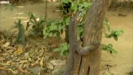 دنیای حیوانات  بالا رفتن مانیتور آبی درخت  Water Monitor Climbs A Tree