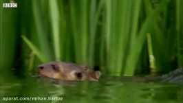 Otter Family Kills Caiman  BBC Earth