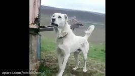 سگ سرابی ذات قدیم کانگال تایبادی قفقازی