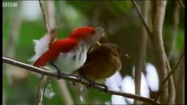 دنیای حیوانات  رقص پرندگان در بهشت  Dancing birds of paradise