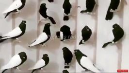 صدای زیبای کبوترهای زینتی طرز جفتگیری کبوتر زینتی