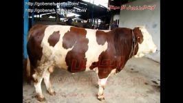 قیمت گاو شیری گاو سمینتال قیمت گاو شیرده قیمت گاو