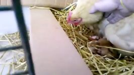 جوجه کشی طبیعی  نگهداری مرغ مادر جوجه هایش