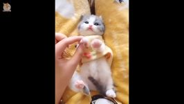 بامزه ترین خنده دار ترین سگ ها گربه ها  Funny and Cute Dog and Cat 2019