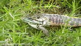 جنگ فوق ترسناک مار قورباغه غولپیکر مار رو میخوره  Frog eats snake ا HD