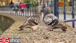 ویدیو بسیار زیبا جفت گیری کبوتر نر ماده برای تولیدمثلزادولد
