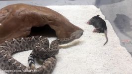 طرز نیش زدن ترسناکترین مارها به موش ها  snake live feeding clips  ا FULL HD