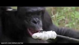 شامپانزه ای کباب درست میکند.