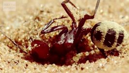 دنیای حیوانات  مبارزه مورچه ساحلی عنکبوت  Spoor Spider vs Dune Ant