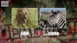 دنیای حیوانات  مبارزه شیر گورخر  Lion vs Zebra