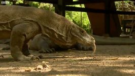 اژدهای کومودو بزرگ ترین مارمولک جهان  Largest Lizard Earth Komodo Dragon