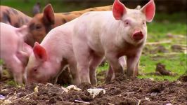 دنیای حیوانات  مسابقه خوک باهوش کودکان  Smart Pigs vs Kids