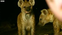 دنیای حیوانات  راهپیمایی کفتار ترسناک در شب  Scary Hyena Night Stalkers