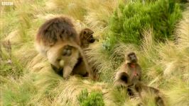 دنیای حیوانات  دندان های ترسناک بابون یخی  Fearsome Teeth of the Gelada Baboon