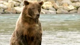 دنیای حیوانات  خرس های گریزلی برای شکار می روند  Grizzly Bears Go Hunting