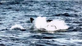 دنیای حیوانات  کوسه سفید یک ماشین قتل عام  The Killing Machine White Shark