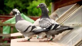 دنیای حیوانات  کبوتر خانگی  Homing Pigeon