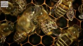 دنیای حیوانات  زنبور سرخ غول پیکر علیه زنبور عسل  Giant Hornet vs Honey Bees