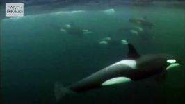 دنیای حیوانات  مبارزه نهنگ قاتل شیر دریایی  Killer Whale vs Sea Lion