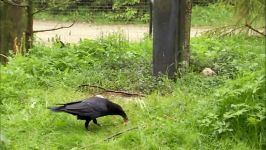 دنیای حیوانات  کلاغ های سارق جاسوس  The Raven Stealing and Spying