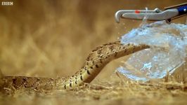 دنیای حیوانات  حمله مرگبار مار افعی  Slow Motion Puff Adder Attack