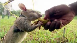 دنیای حیوانات  مین یابی موش های بزرگ  Rats Save Humans From Landmines