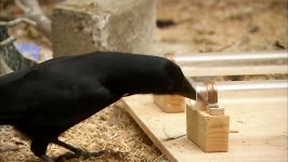 آیا پرندگان به اندازه پستانداران باهوش هستند ؟  Are birds as smart as mammals