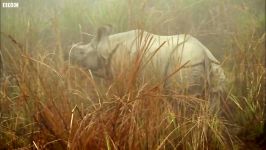 دنیای حیوانات  کرگدن تک شاخ عصبانی  Angry One Horned Rhino