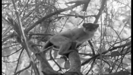 دنیای حیوانات  بازیگوشی جست خیز بچه لِمور  Baby Lemur has Bumpy Ride